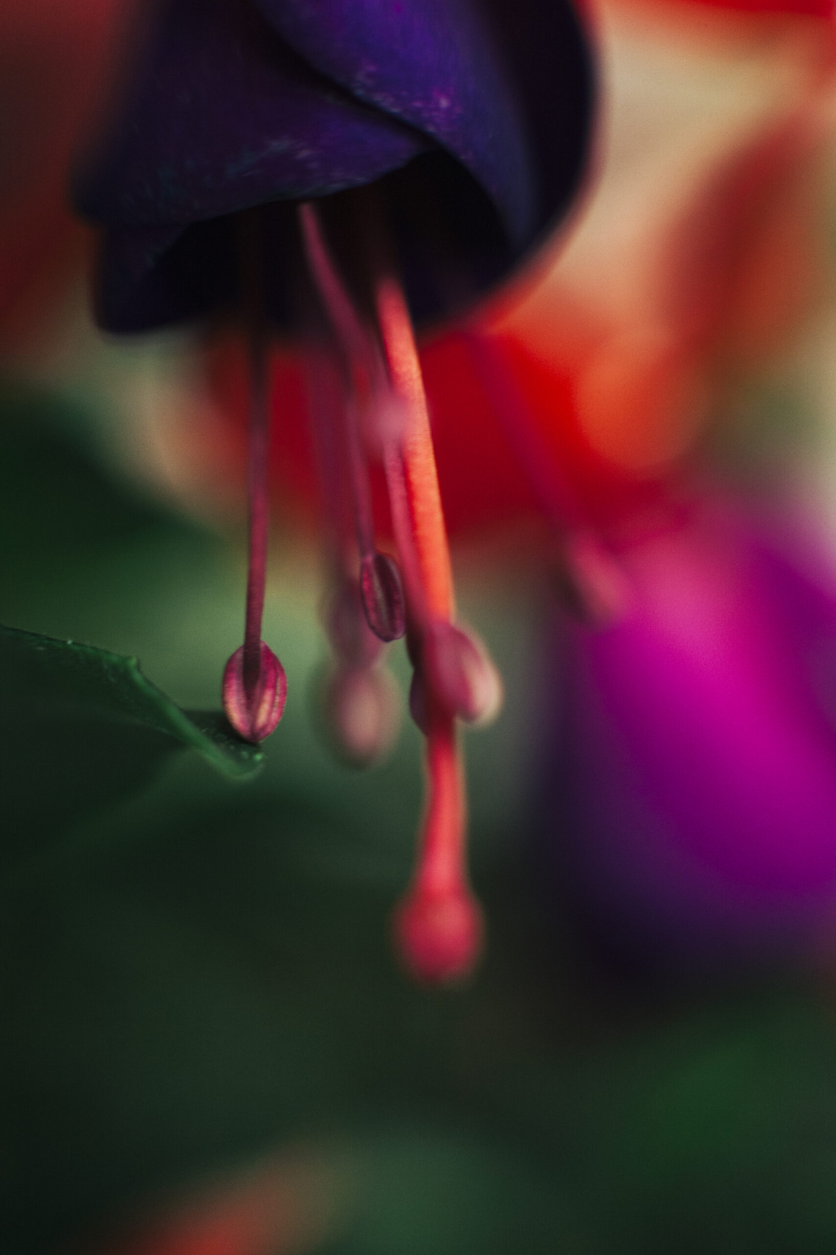 delicate-stamen-colorful-flower exposicion en la fotografia<br />