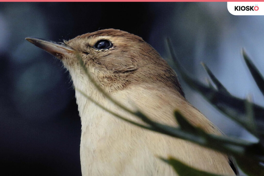 fotografía macro con el móvil